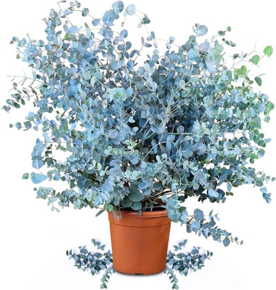 Eikalipta koks podiņā